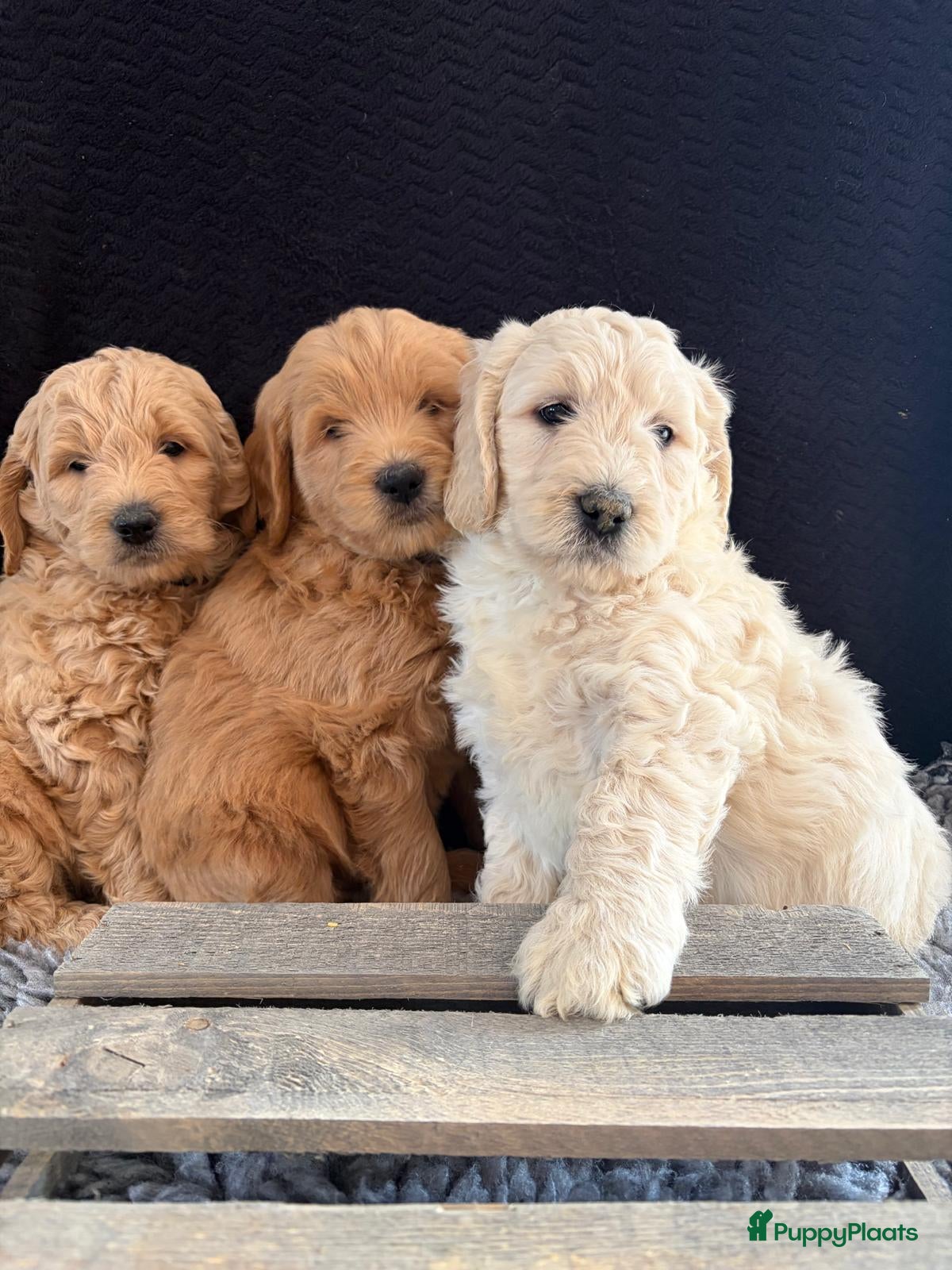 Kruising honden Prachtig nestje Goldendoodle/Labradoodle puppy’s - Advertentie 1