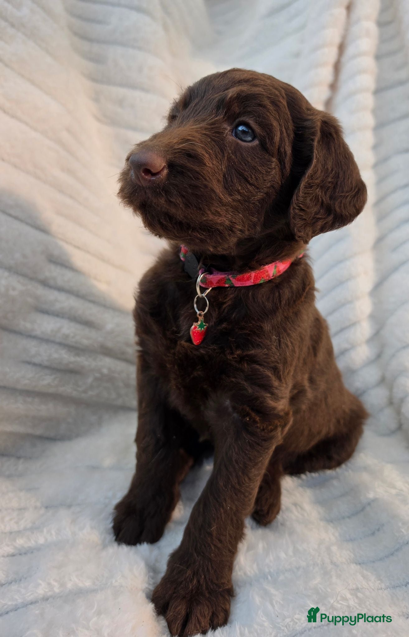 Labradoodle honden Super fijne multigen half Australian doodles🥰 - Advertentie 2