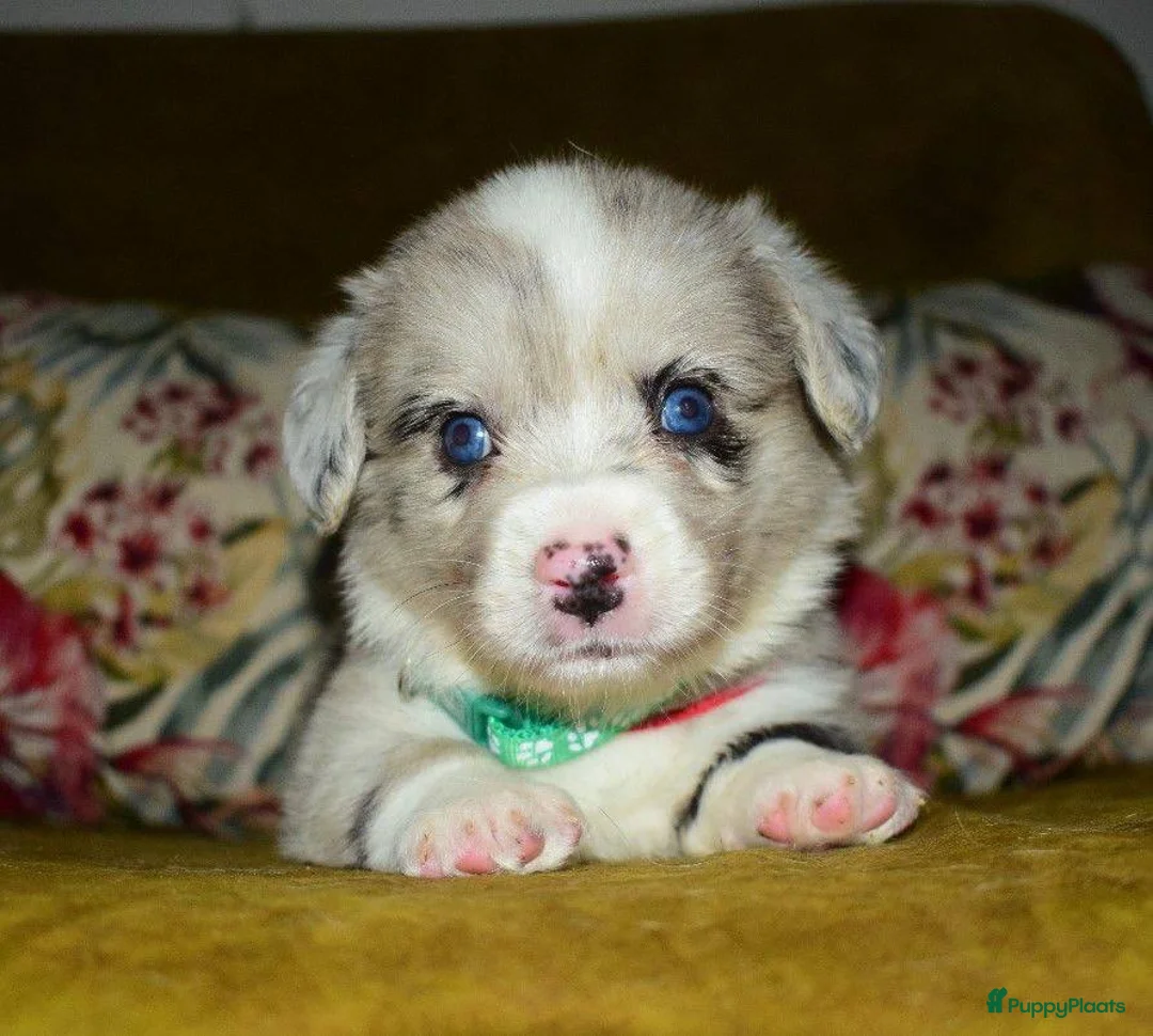 Welsh Corgi Cardigan honden te koop: Welsh Corgi Cardigan pups, in Amsterdam - Advertentie 3