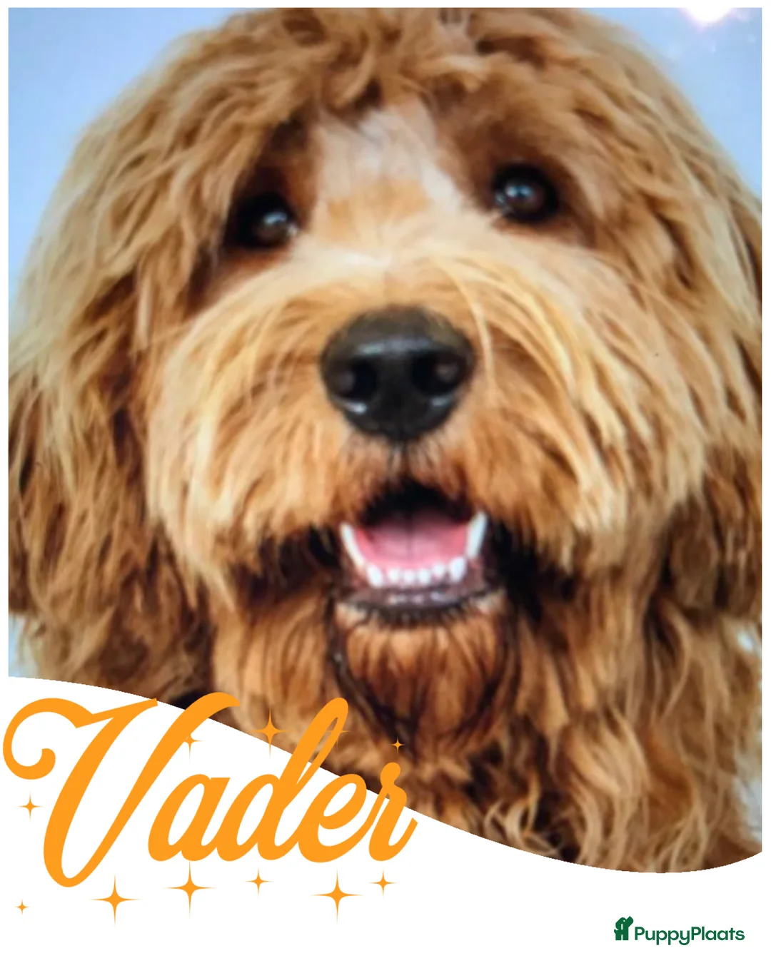 Australian Labradoodle honden te koop: Australiën Labradoodle pups 🐾🐾 - Advertentie 9