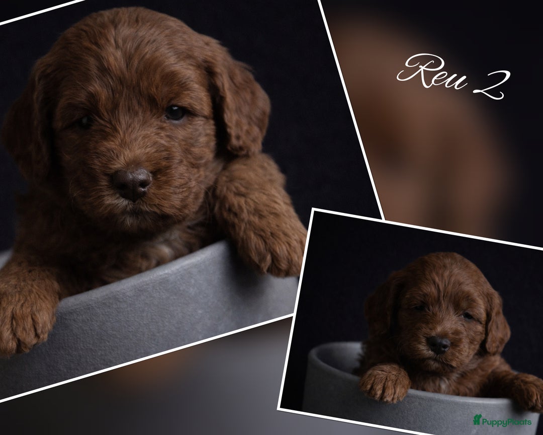 Australian Labradoodle honden te koop: Gereserveerd (australian labradoodle pups) - Advertentie 2