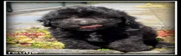 Kruising honden te koop: Boompoo pups. Boomer x Poedel - Advertentie 3