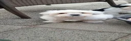 Malshi honden te koop: Ons Eerste nestje Maltezer x Shitzu  - Advertentie 4