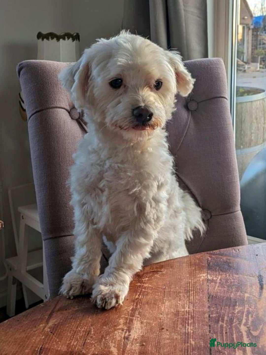 Maltezer honden te koop: 🥰 7 Prachtige Maltezer pups! 🐶 - Advertentie 14