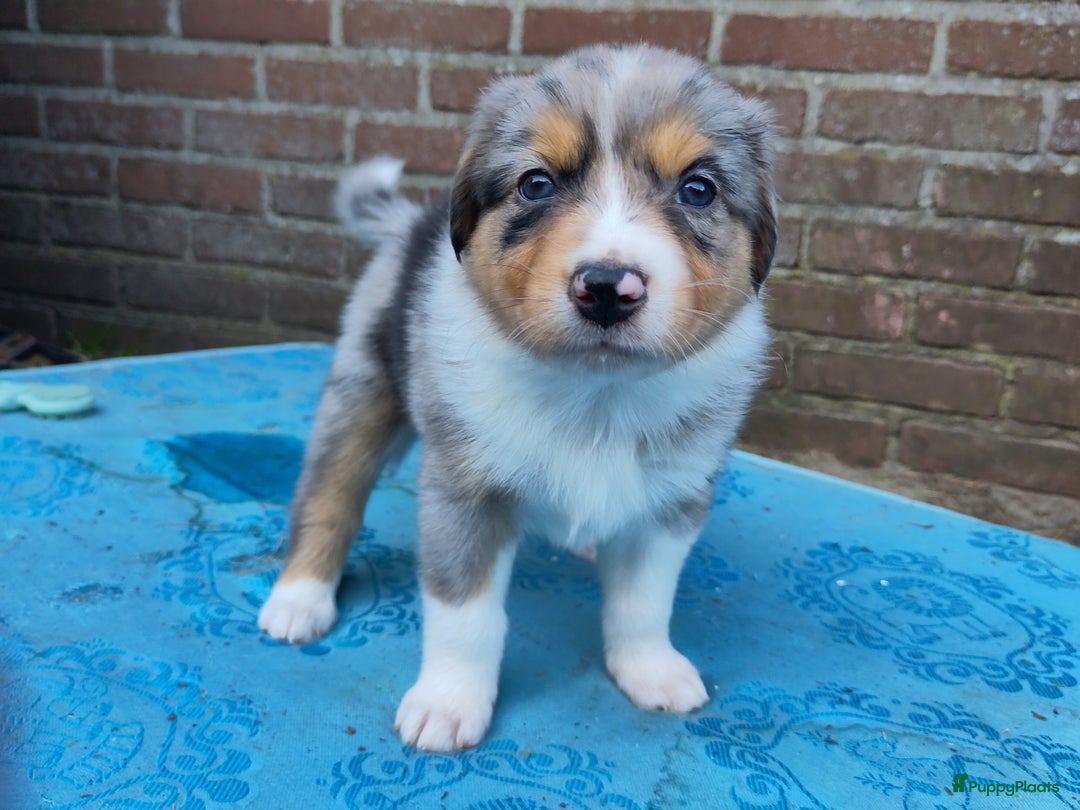 Australian Shepherd honden te koop: Australian Shepherd x Bordercollie pups in Linde - Afbeelding 12