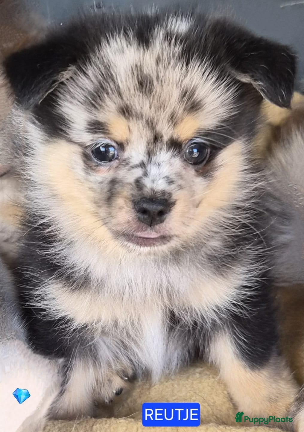Pomchi honden SUPERSCHATTIGE POMCHI KNUFFELBEERTJES❤️ZIE FOTO'S  - Advertentie 1