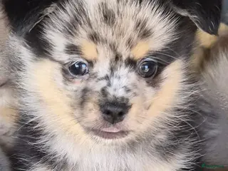 Pomchi honden SUPERSCHATTIGE POMCHI KNUFFELBEERTJES❤️ZIE FOTO'S - Advertentie 1