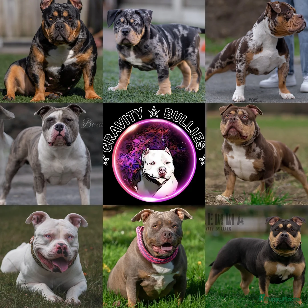 Amerikaanse Bully honden te koop: American Bully pups verwacht (GETEST)  - Advertentie 37