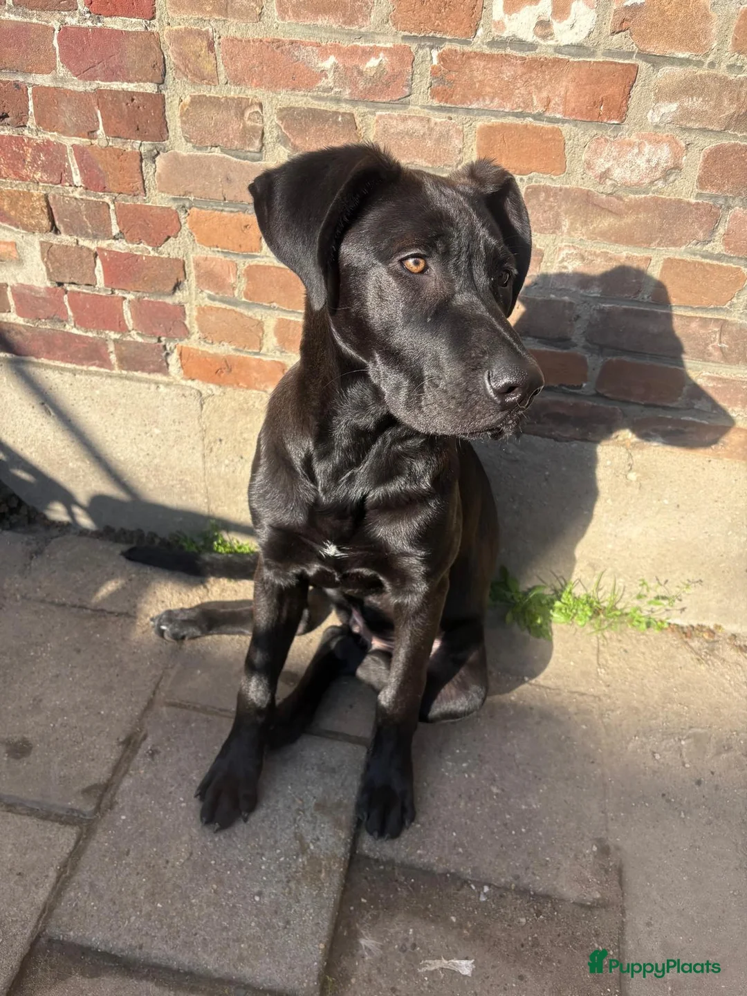 Kruising honden ter adoptie: Duitse dog / Duitse herder  in Roosendaal - Advertentie 1