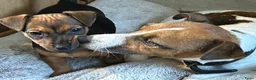 Jack Russel Terriër honden te koop: Lieve Choco tan reu puppy - Advertentie 6