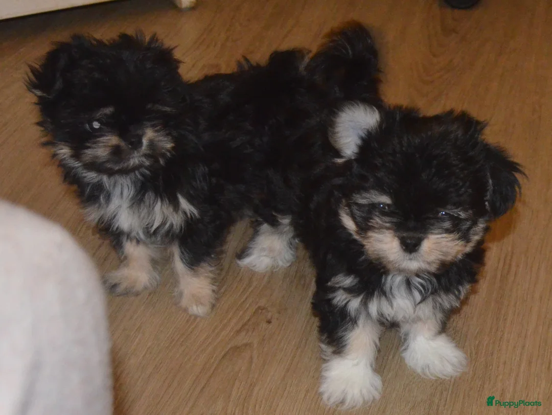 Kruising honden te koop: Mini Malchi / Mini Boomertje teefje Black & Tan  - Advertentie 6