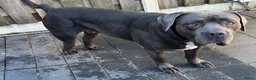 Kruising honden te koop: Puppies kruising Mastino  en Bully xl - Advertentie 3