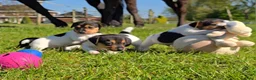 Jack Russel Terriër honden te koop: 🥰 5 Prachtige Jack Russel pups! 🐶 - Advertentie 5