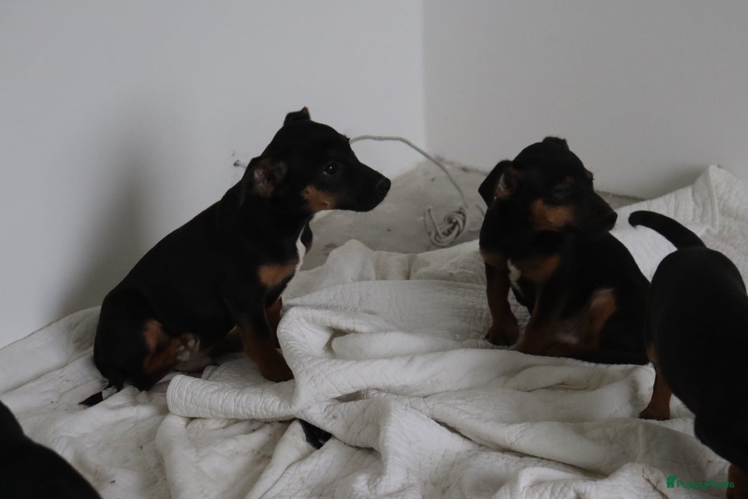 Jack Russel Terriër honden te koop: lieve Jack Russel pups  - Advertentie 14