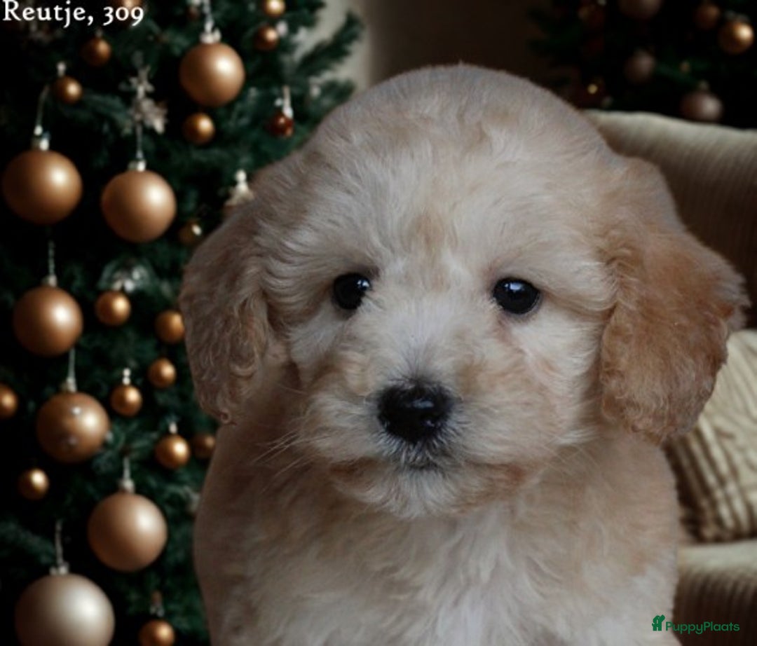 Maltipoo honden te koop: Knappe Maltipoo pups. - Advertentie 5