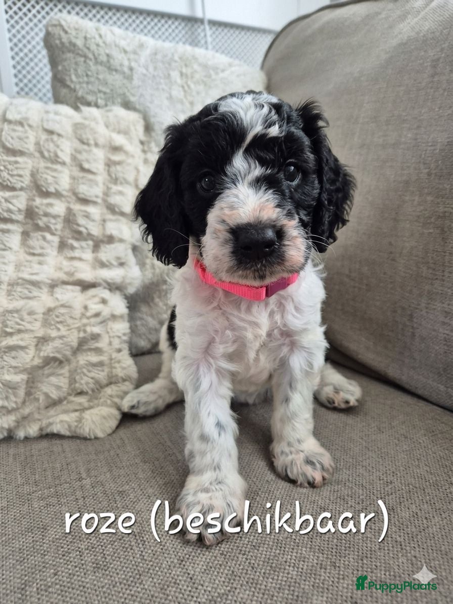 Cockapoo honden Cockapoo pups  - Advertentie 2