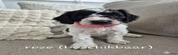 Cockapoo honden te koop: Cockapoo pups  - Advertentie 1
