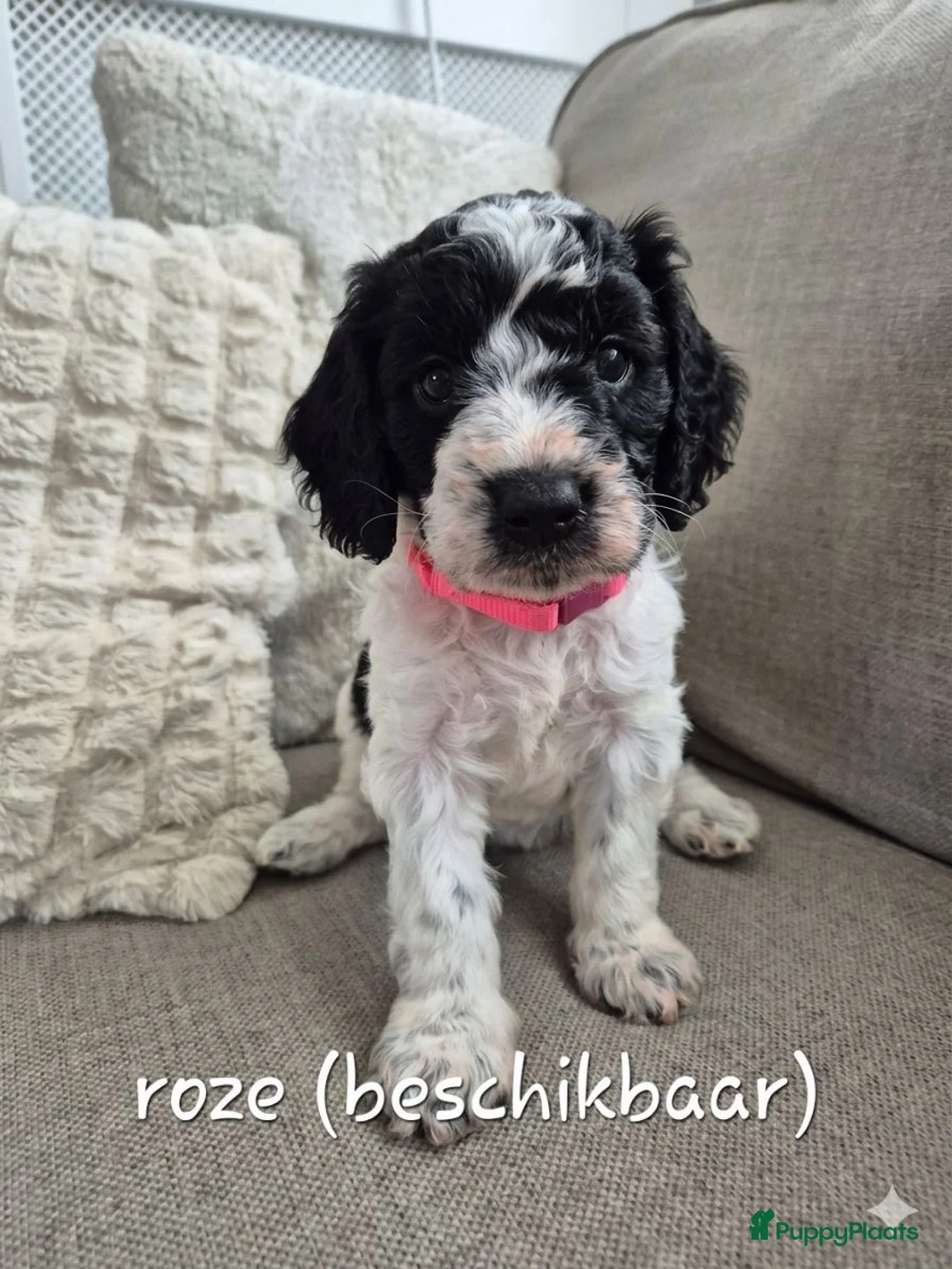 Cockapoo honden te koop: Cockapoo pups  - Advertentie 1