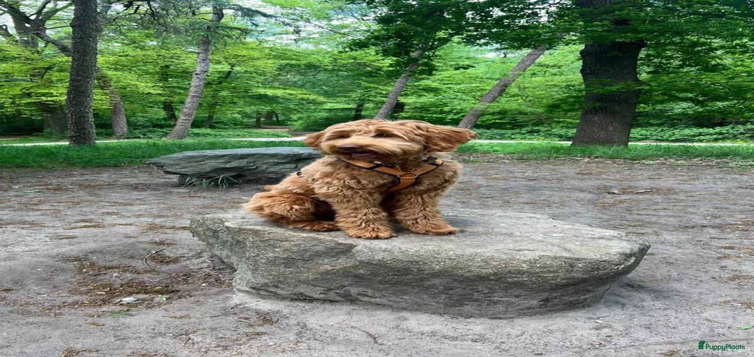 Galerij afbeelding {{count}}