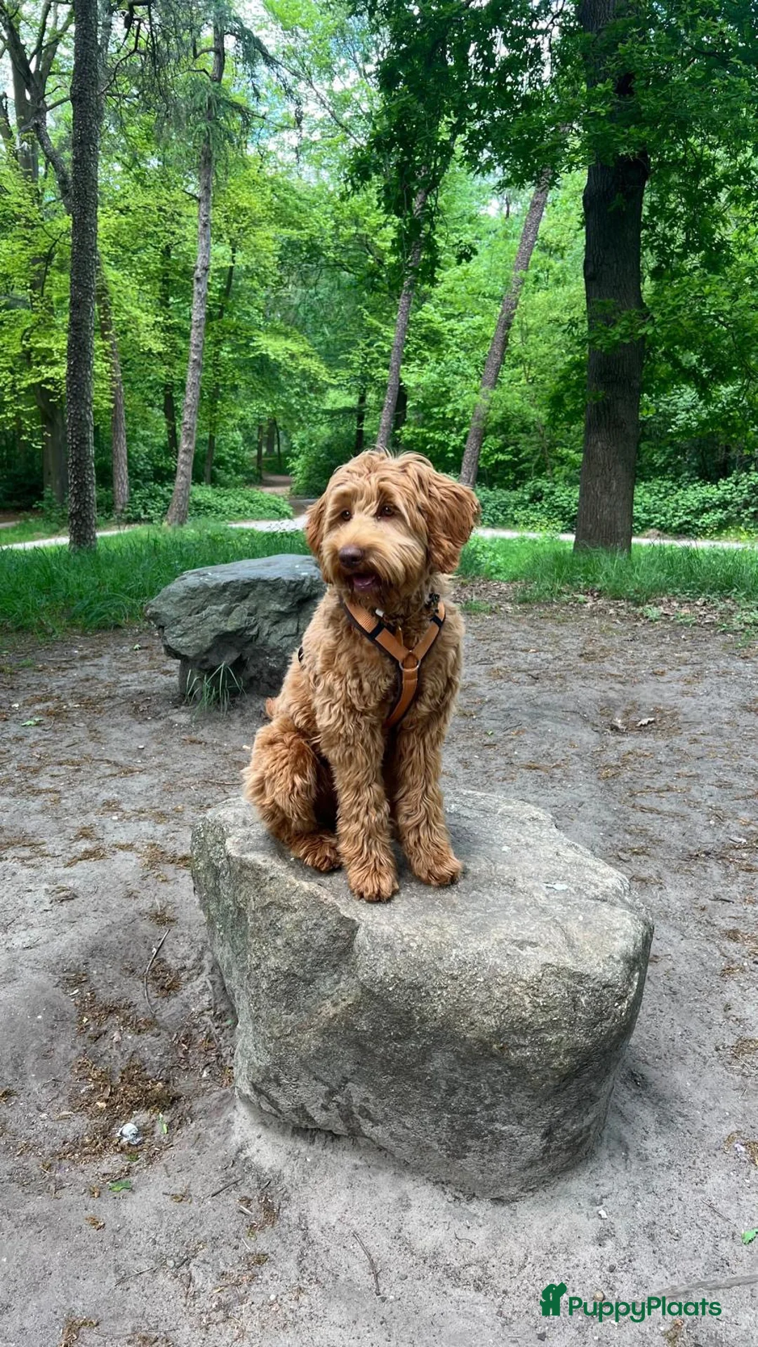 Galerij afbeelding {{count}}