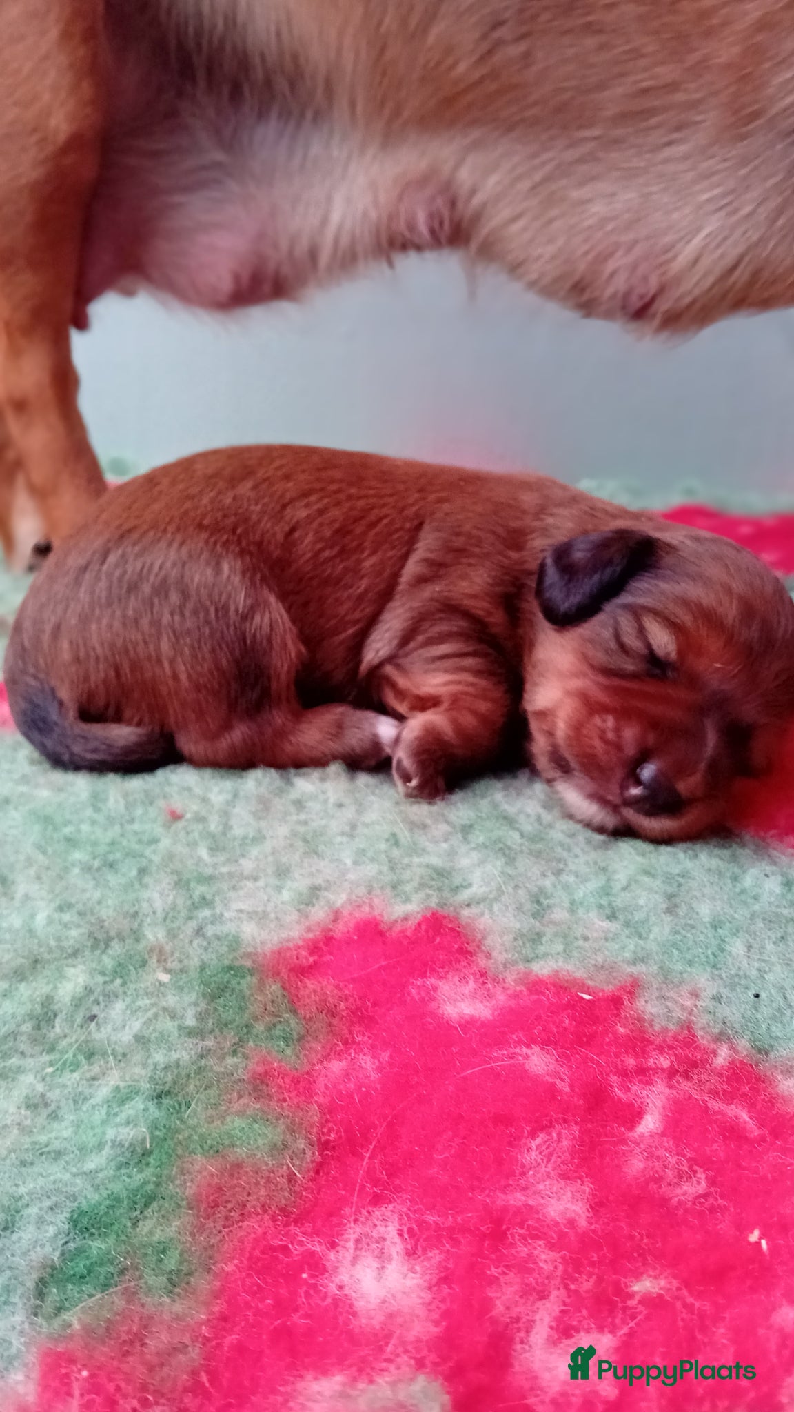 Kruising honden Teckel kruising pups  - Advertentie 12