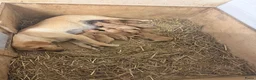 Labrador Retriever honden te koop: Field trial labrador pups fox red - Advertentie 13
