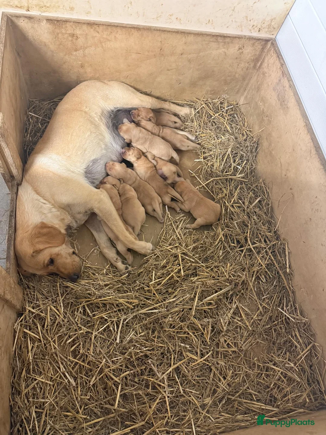 Labrador Retriever honden te koop: Field trial labrador pups fox red - Advertentie 13