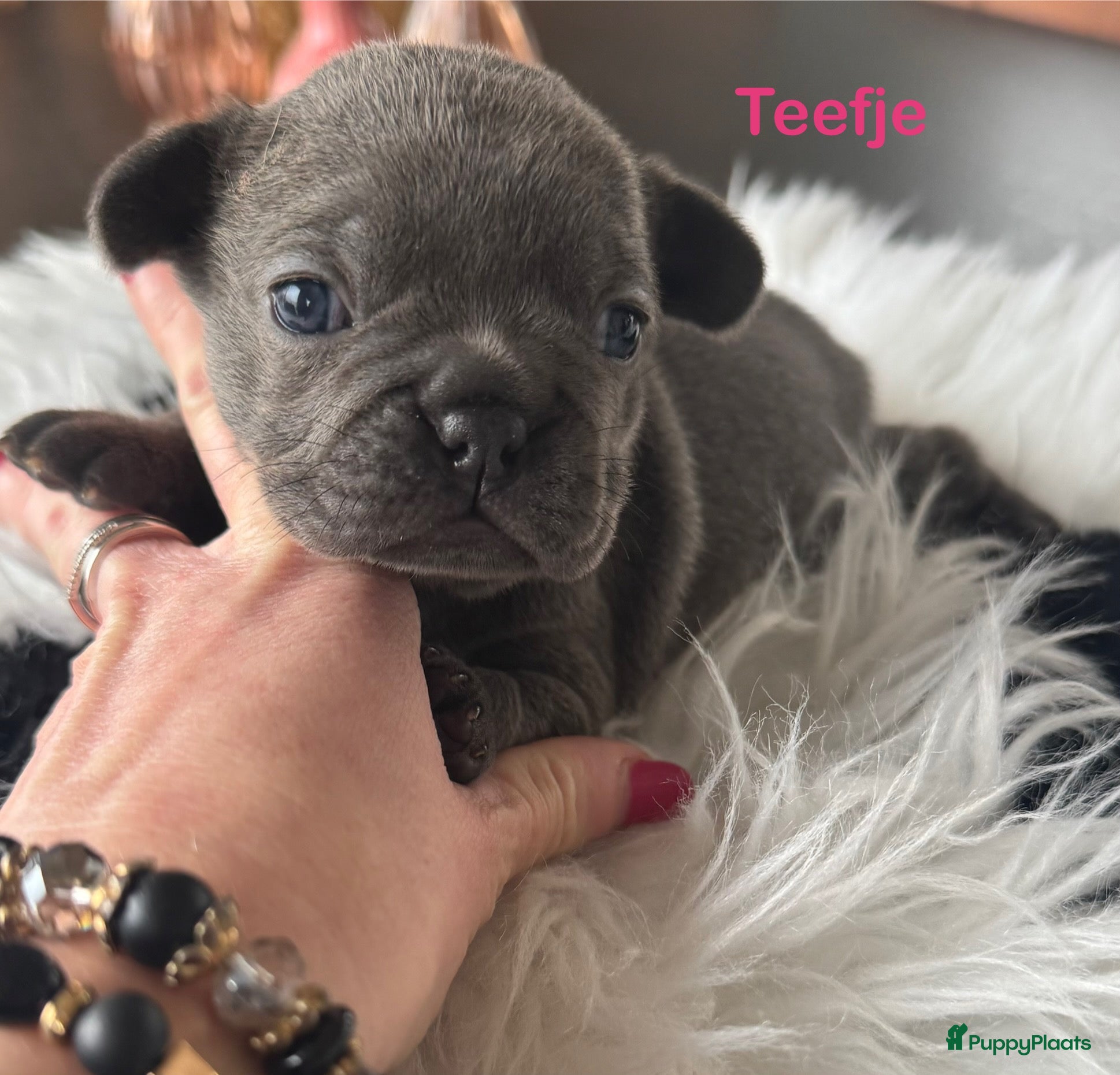 Franse Bulldog honden Franse bulldog pups , beide ouders aanwezig  - Advertentie 9