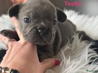 Franse Bulldog honden Franse bulldog pups , beide ouders aanwezig - Advertentie 9