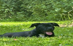 Amerikaanse Bully honden te koop: American Bully XL Puppies - Afbeelding 12