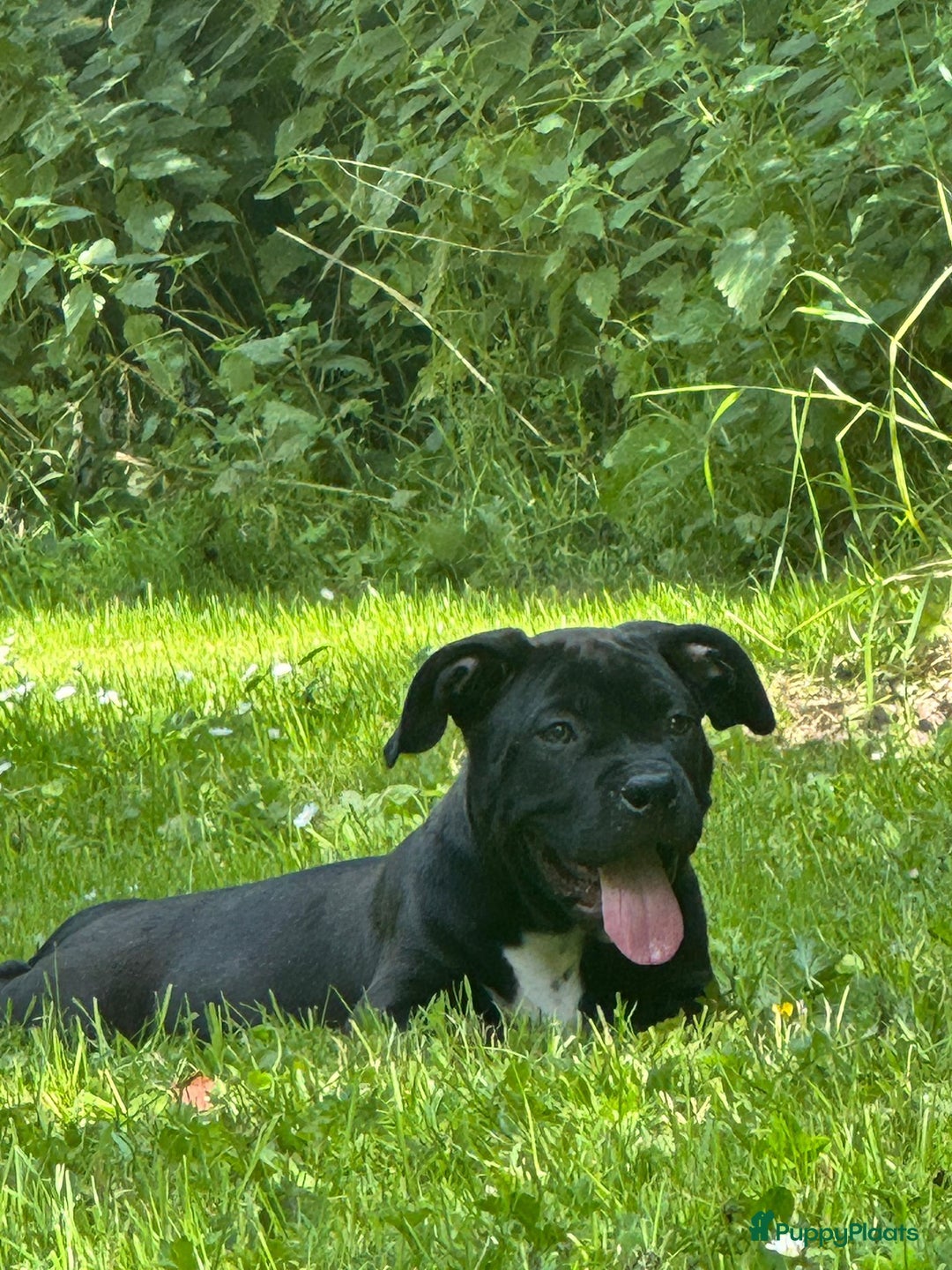Amerikaanse Bully honden te koop: American Bully XL Puppies - Afbeelding 12