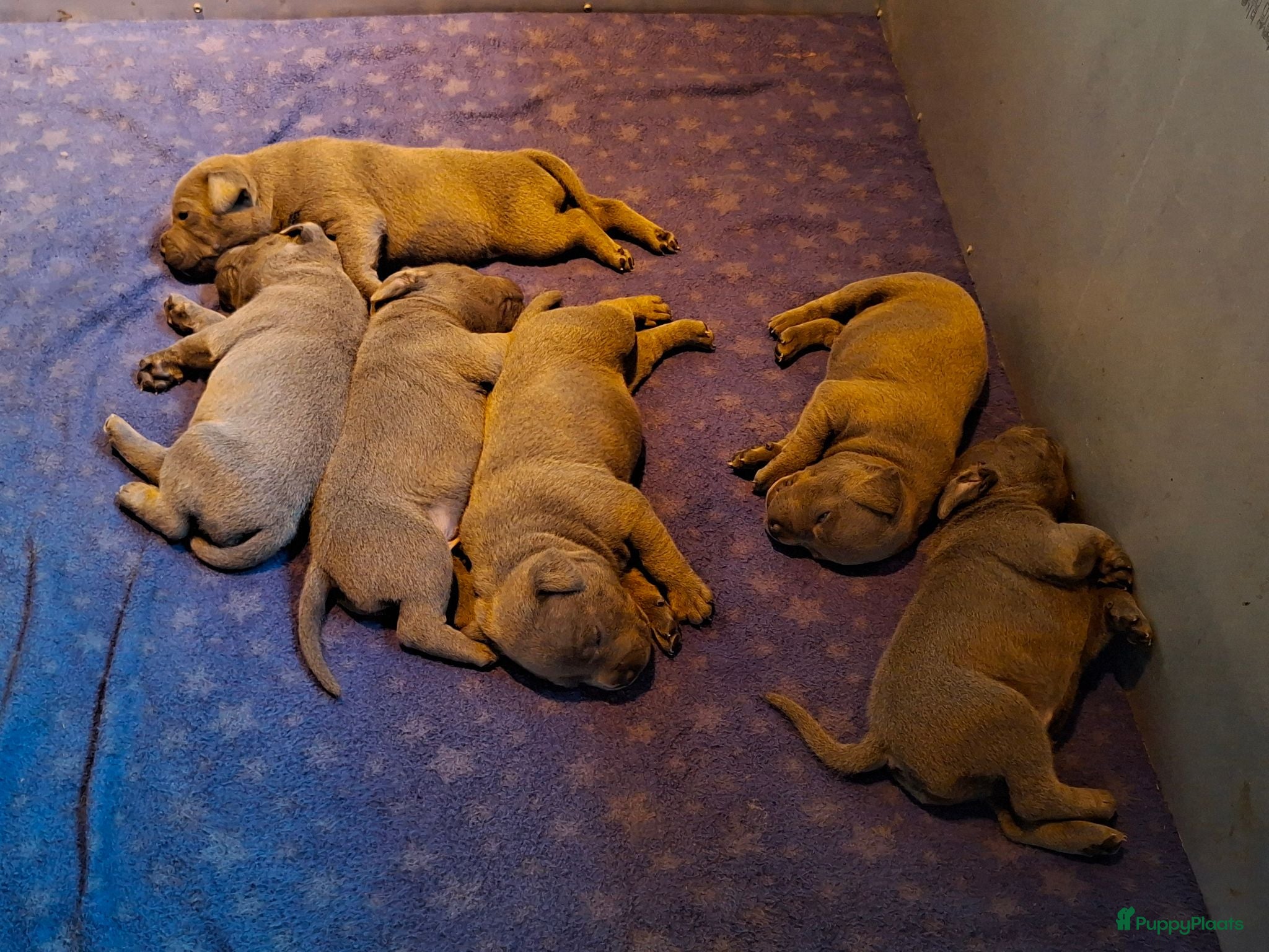 Engelse Stafford honden Engelse stafford puppies reutjes - Advertentie 12