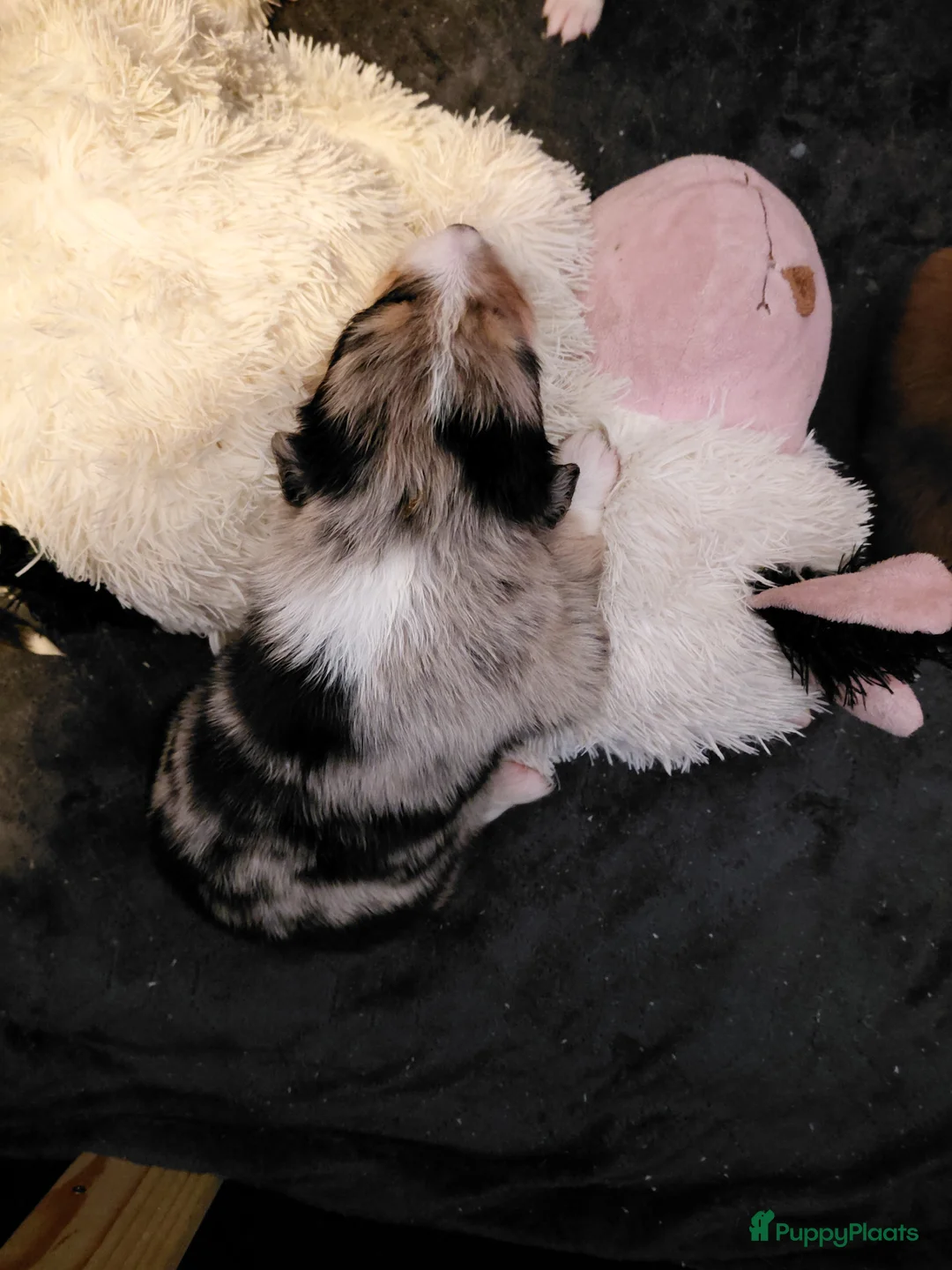 Border Collie honden te koop: Bordercollie pups  - Advertentie 16