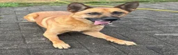Mechelse Herder honden te koop: Mechelse Herders.Reu en Teef .. 3 jaar - Advertentie 17