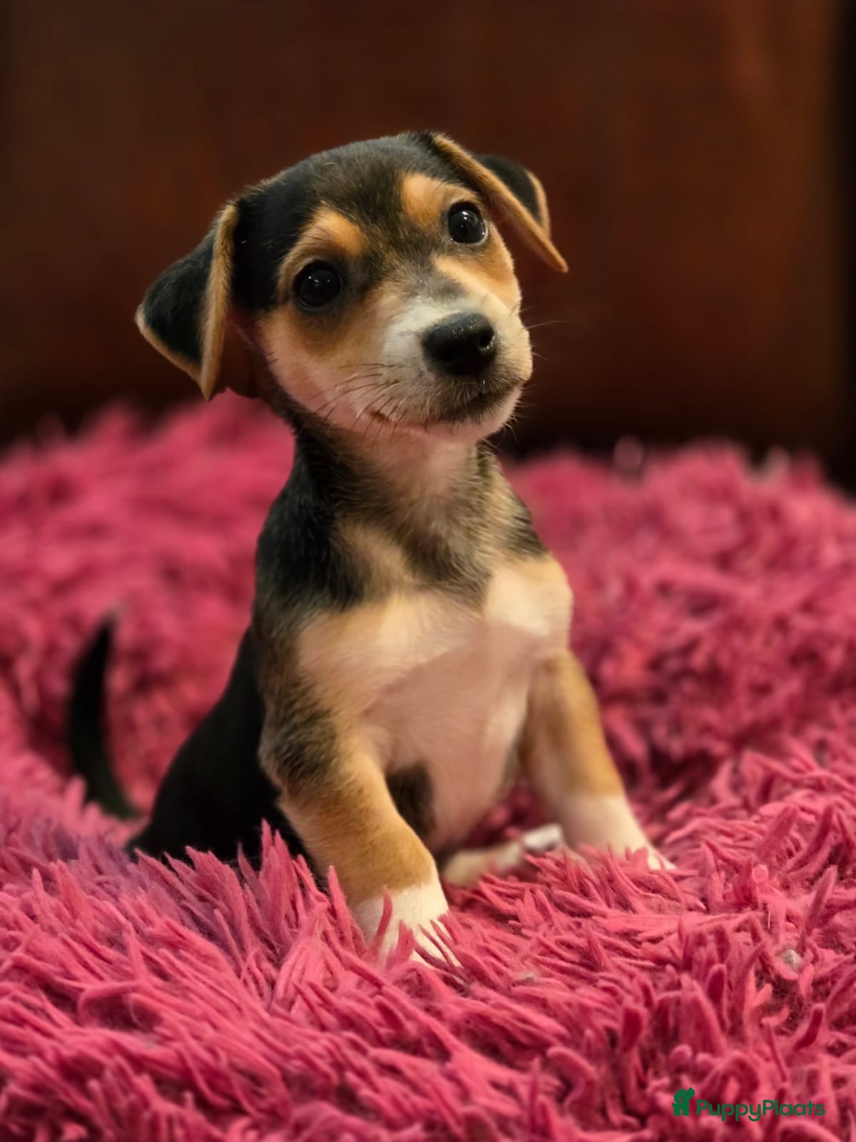 Jack Russel Terriër honden te koop: Schitterde Jack Russell pups in Nieuwdorp - Advertentie 1