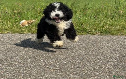 Spaanse Waterhond honden te koop: Spaanse Waterhond pups - Afbeelding 1