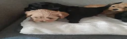 Havanezer honden te koop:  1 bruin/zwart/wit teefje beschikbaar fci stamboom - Advertentie 9