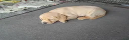 Labrador Retriever honden te koop: Labrador pups te koop in Terschuur - Advertentie 7