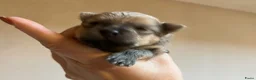 Pomeriaan honden te koop: Pomeriaan pupjes (keeshond) 2 gereserveerd - Advertentie 23