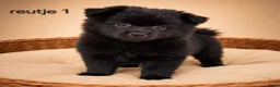 Kruising honden te koop: Mooie pomeriaan/ dwergkees pups - Advertentie 4