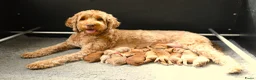 Australian Labradoodle honden te koop: Medium Australian Labradoodle puppy's - Advertentie 2
