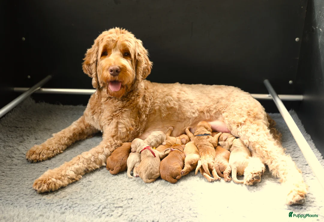 Australian Labradoodle honden te koop: Medium Australian Labradoodle puppy's - Advertentie 2