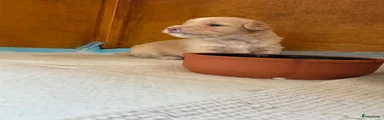 Kruising Puppy 2