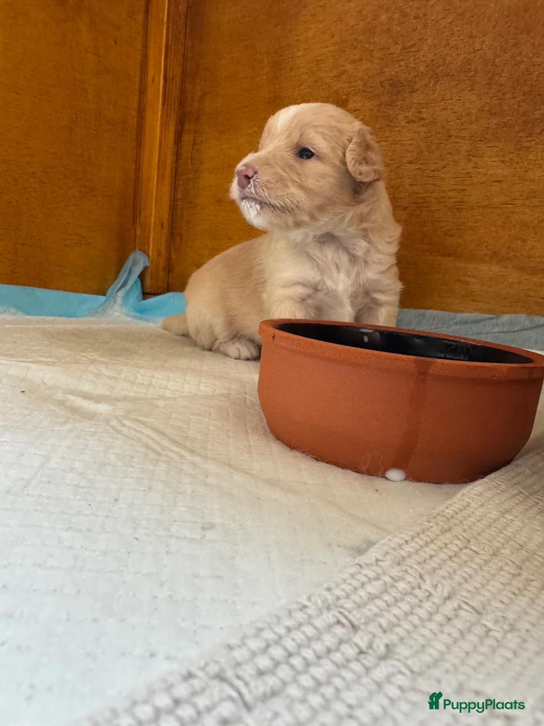 Kruising honden te koop: Sheltidoodle  - Advertentie 2