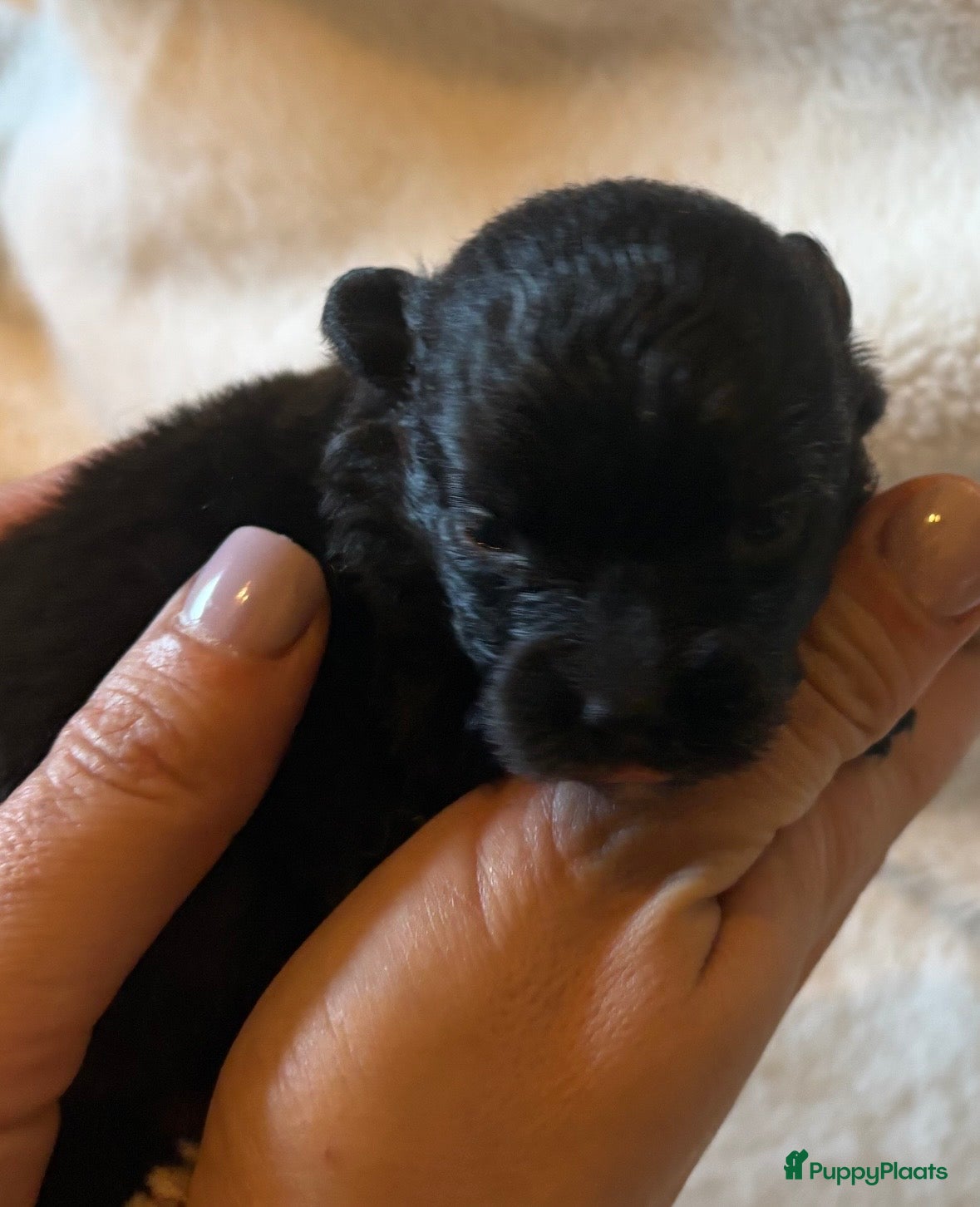 Keeshond honden Keeshond pups - Advertentie 1