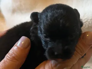 Keeshond honden Keeshond pups - Advertentie 4