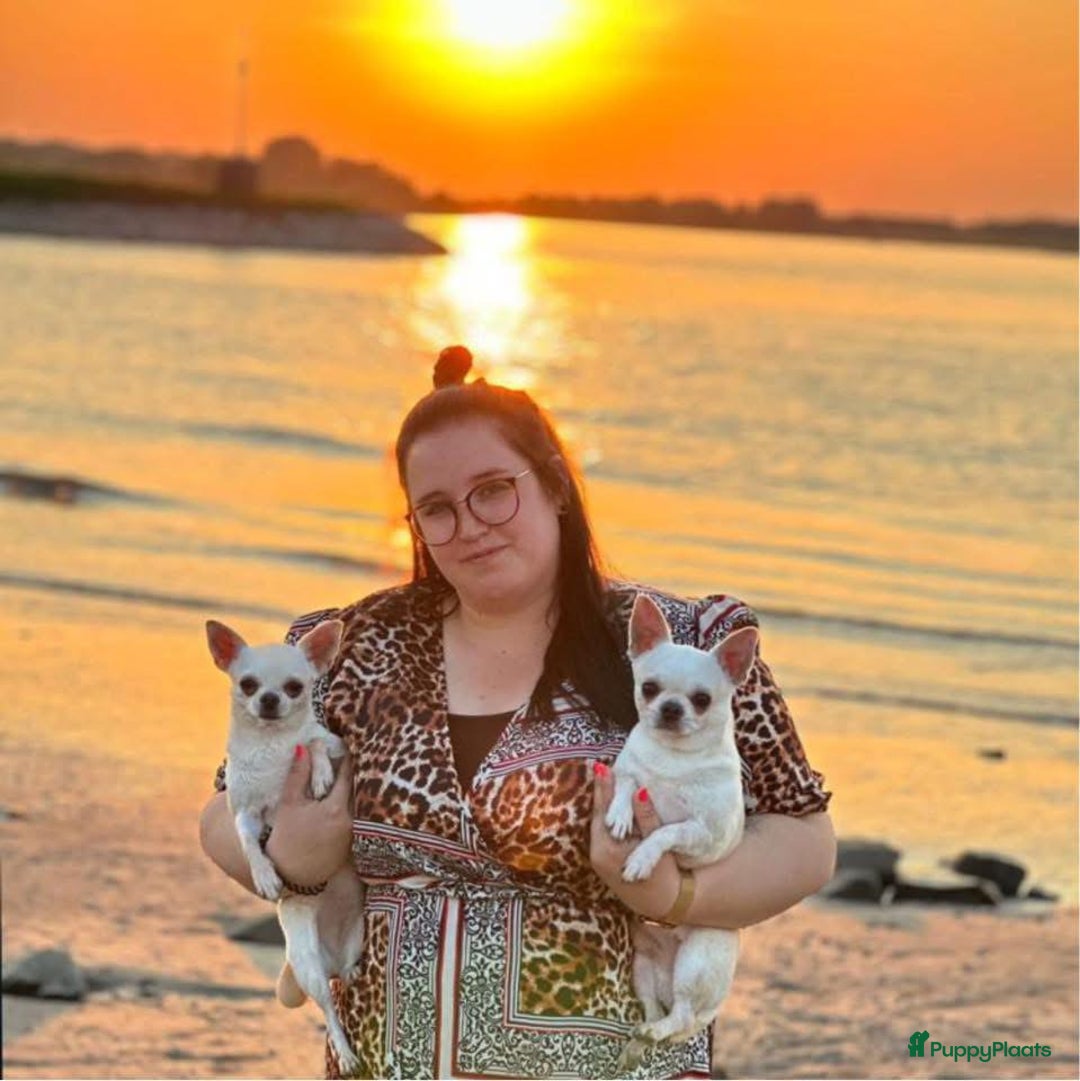 Galerij afbeelding {{count}}