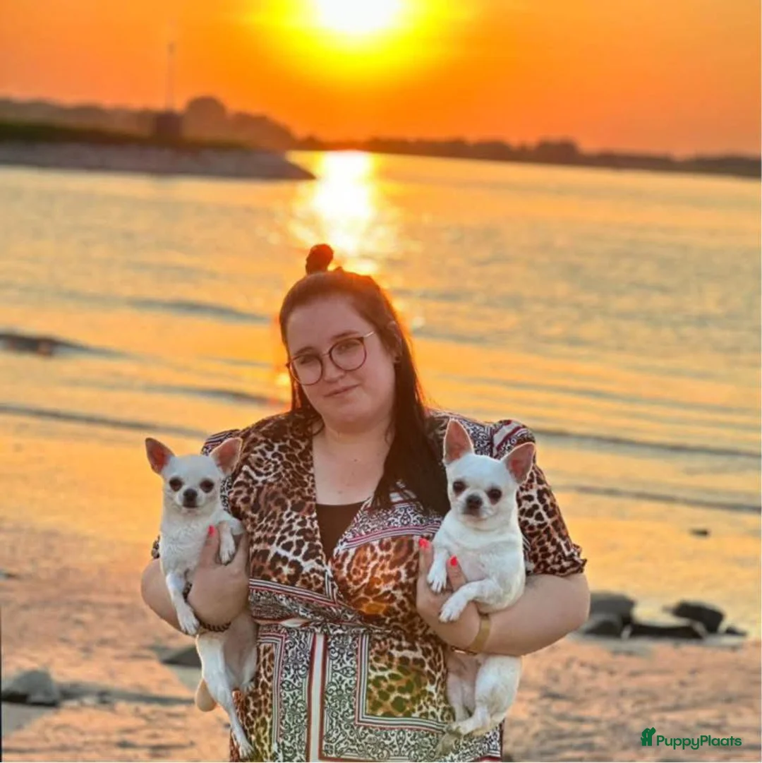 Galerij afbeelding {{count}}