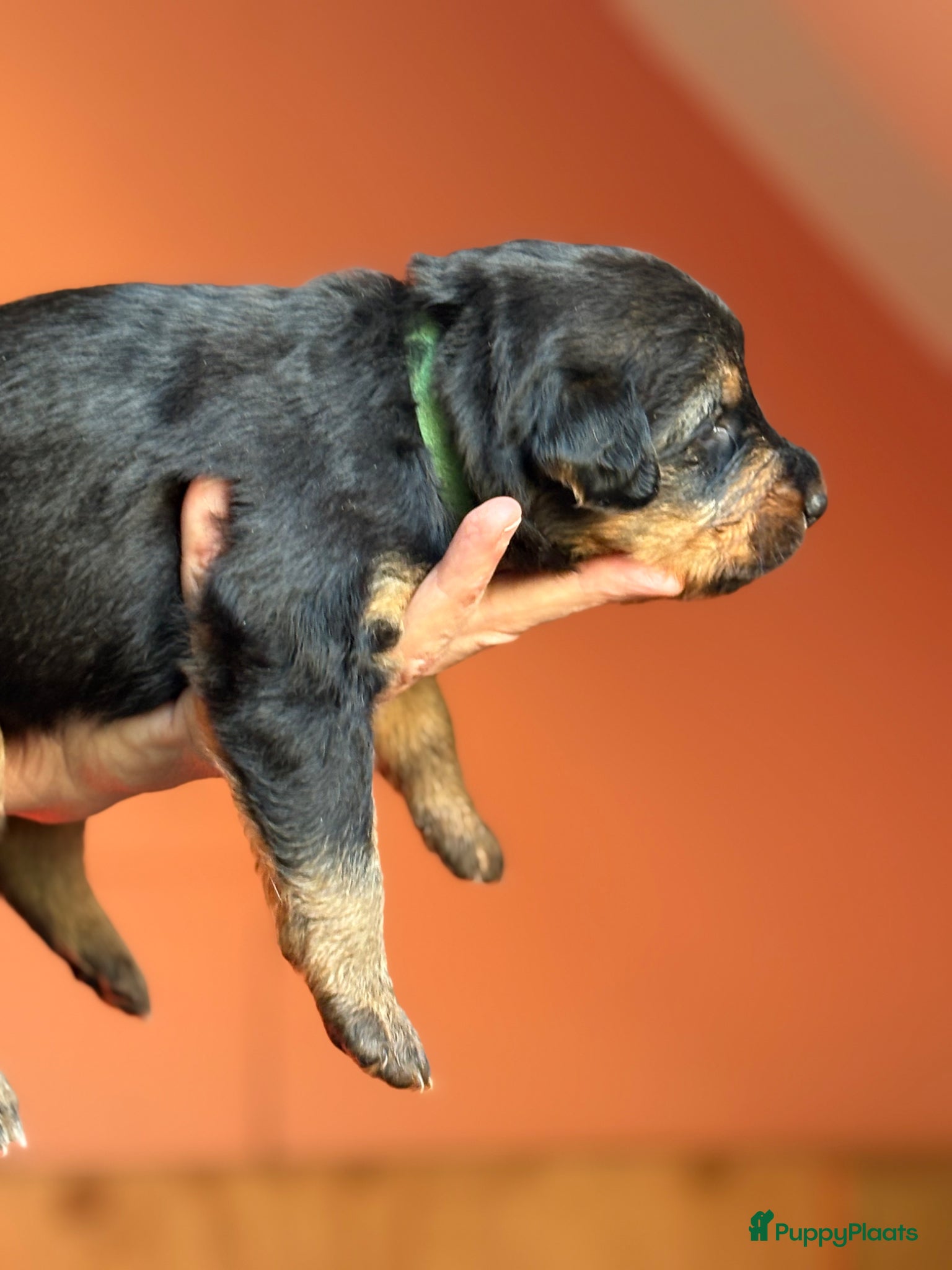 Kruising honden te koop: Nog 1 lieve pup te koop in Niebert - Advertentie 12