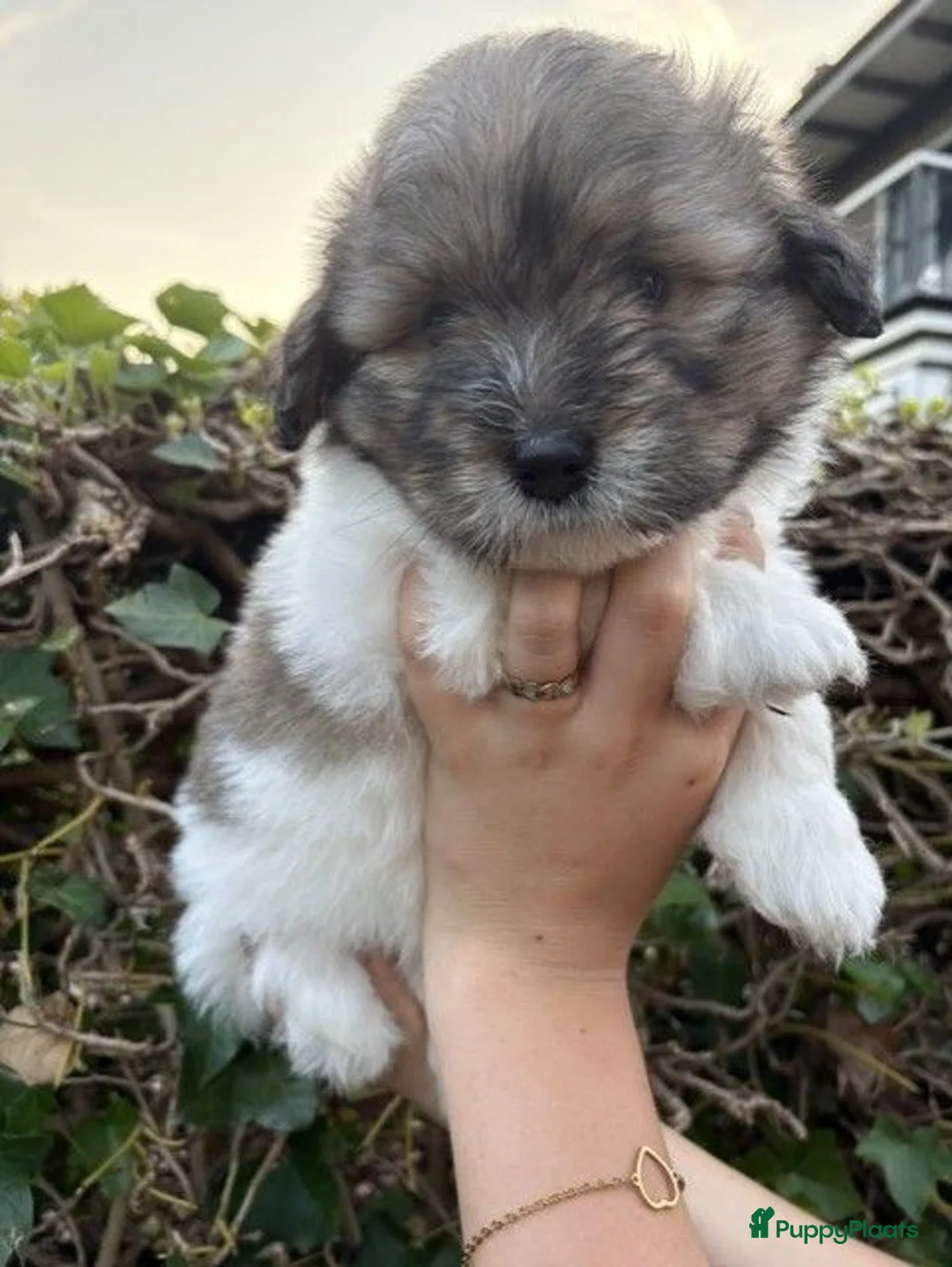 Coton De Tuléar honden te koop: Coton de Tuléar reutje beschikbaar - Advertentie 9